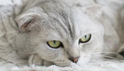 和讯投顾陈书坪：英伟达光通信大涨，金银回落原油震荡