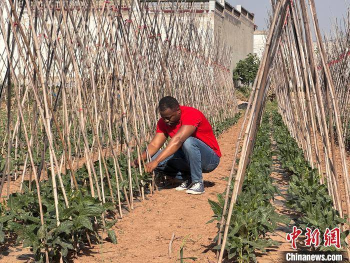 非洲留学生河北“取经”：把中国农业技术“译”进非洲田野