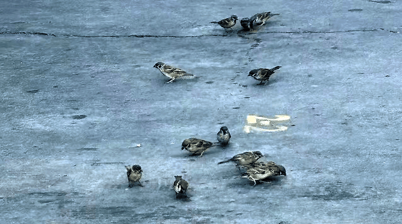 方英文现代诗专辑