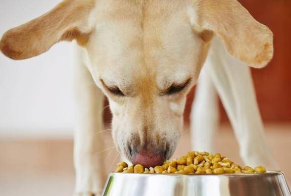 SC狗粮怎么样好不好？质量如何？附 2025 平替粮清单