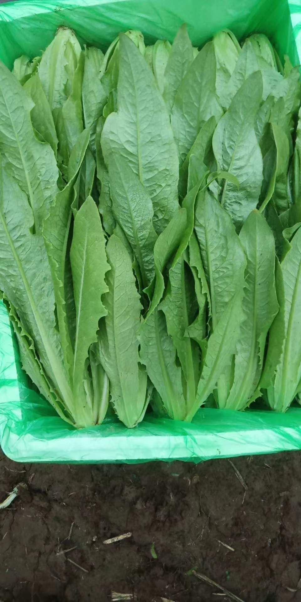 原油菜(原油菜花) 原油菜(原油菜花)
